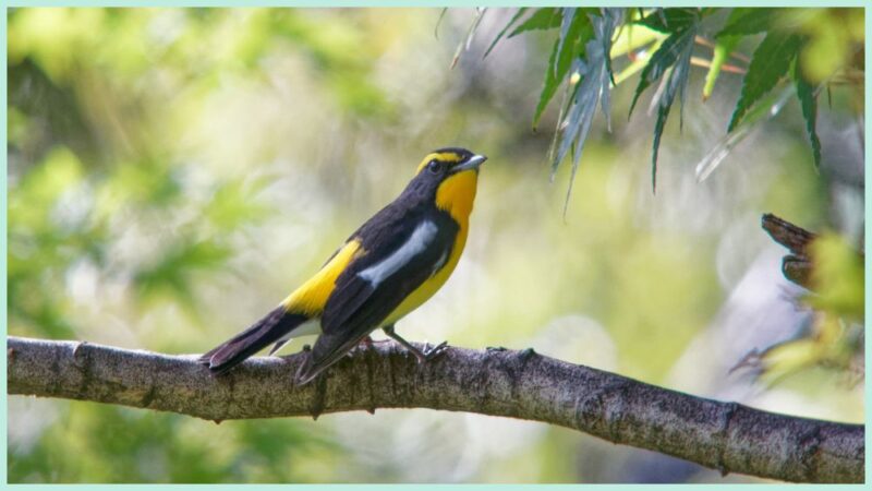 木の枝に止まる小鳥