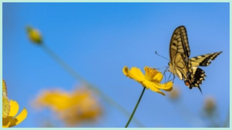 花の蜜を吸う蝶々